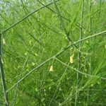 IMG_0410