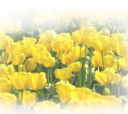 *�鿴�ԥ��ߥ�˥ƥ�*