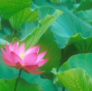 WIKI�鿴�Զ���*