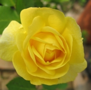 ���ü��罸���ߥ�˥ƥ�