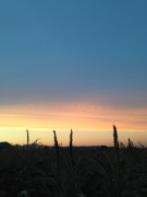 �¤�����*