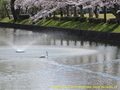 山形県 鶴岡公園 桜まつり2016.04.14（噴水側その３）