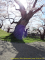 山形県 鶴岡公園 桜まつり2016.04.14（噴水前の大木１）