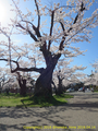 山形県 鶴岡公園 桜まつり2016.04.14（噴水前の大木２）