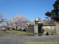 山形県 鶴岡公園 桜まつり2016.04.14（小滝と鶴工）
