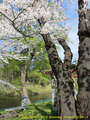 山形県 鶴岡公園 桜まつり2016.04.14（羽黒街道側の銘木）