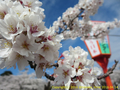 山形県 鶴岡公園 桜まつり2016.04.14（護国神社の桜その１）