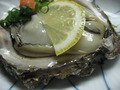 岩牡蛎2009